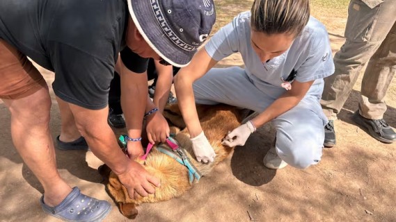 Aparecida inicia vacinação antirrábica na zona rural e quer imunizar 1,2 mil animais